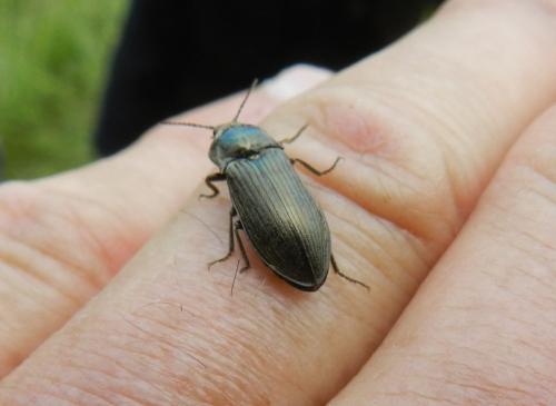 Selatosomus latus